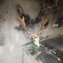deer antlers Image 2