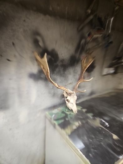 deer antlers