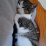 cat Image 2