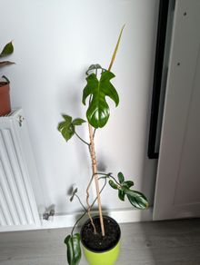 Philodendron Florida Green Plant