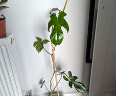 Philodendron Florida Green Plant