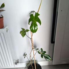 Philodendron Florida Green Plant