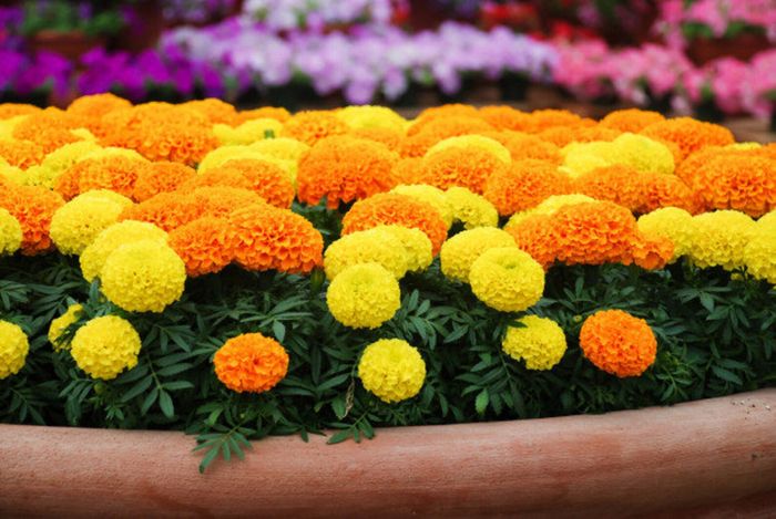(M) Marigold Dune Mix seeds (20s) (415762)