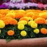(M) Marigold Dune Mix seeds (20s) (415762) Image 2