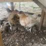 Chickens Image 3