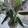 2 x Banana plant Image 3