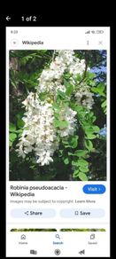 Medium-Large Acasia Tree in a pot