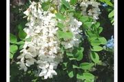Medium-Large Acasia Tree in a pot