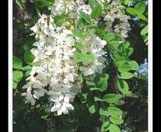 Medium-Large Acasia Tree in a pot