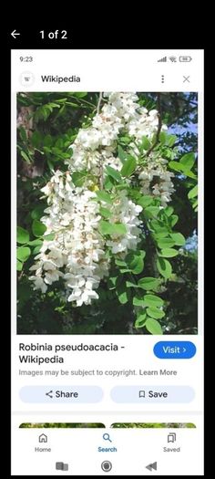 Medium-Large Acasia Tree in a pot