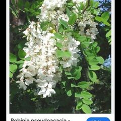 Medium-Large Acasia Tree in a pot