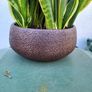 Sansevieria planter Image 3