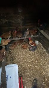 laying hens
