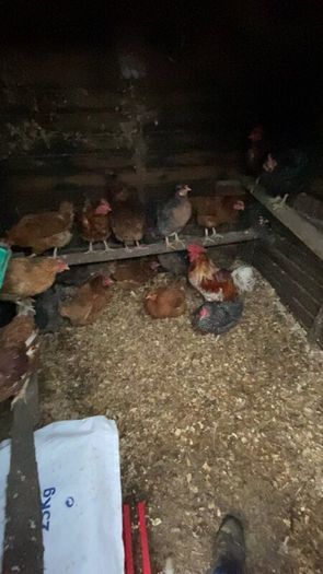 laying hens