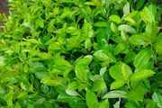 Laurel Hedging