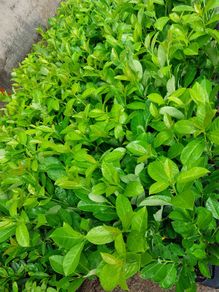 Laurel Hedging