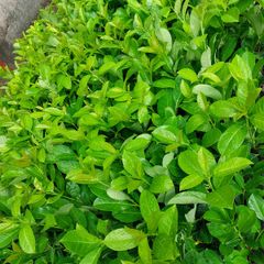 Laurel Hedging