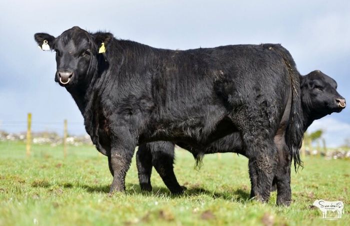 Purebred Angus bulls