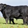 Purebred Angus bulls Image 2