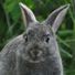 fluffy_bunny