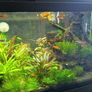 Swordtail Fry 2 euro each Image 2