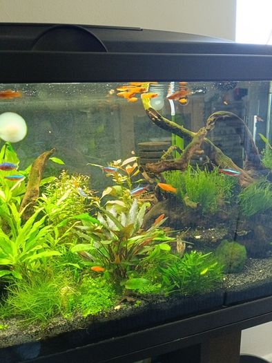Swordtail Fry 2 euro each