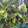 215cm trachelospermum  jasmine highly scented flower jasmine in new rattan pot Image 4