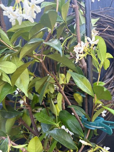 215cm trachelospermum  jasmine highly scented flower jasmine in new rattan pot