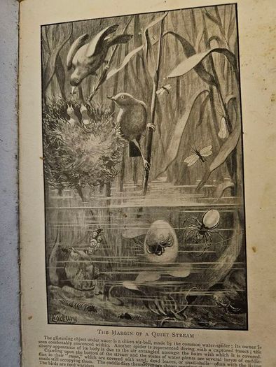 The Romance Of Animal Arts And Crafts. By H. Coupin And John  Lea, M.a. First Edition 1913 Hardback In Fair Condition.  See Photos For Same.