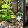 5L Co2 Bottle Full Set with plants Image 3