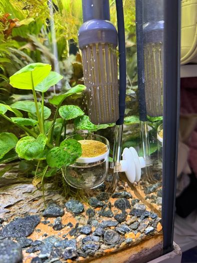 5L Co2 Bottle Full Set with plants