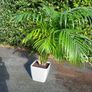 Kentia Palm Image 4