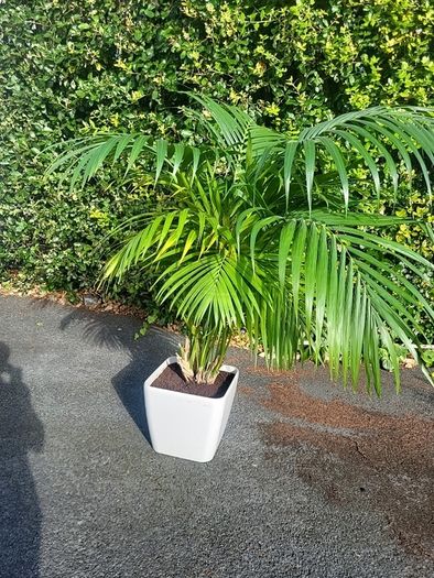 Kentia Palm
