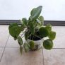 Chinese Money Plant - Pilea peperomioides Image 2