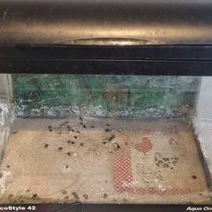 fish tank