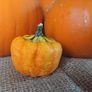 Decorative Pumpkin Seeds Image 2