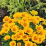 (P) California Poppy Golden West seeds 1g (410149) Image 2