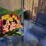 Garden Set Image 3