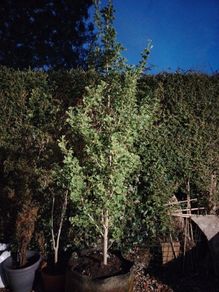Plant - Ginkgo Biloba or Maidenhair Tree