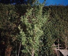Plant - Ginkgo Biloba or Maidenhair Tree