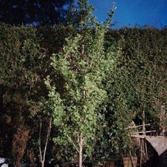 Plant - Ginkgo Biloba or Maidenhair Tree