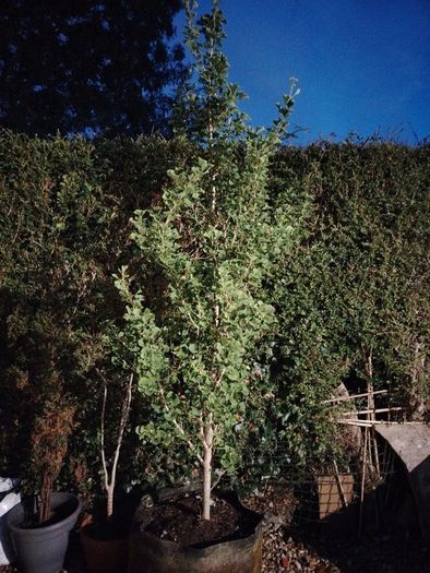 Plant - Ginkgo Biloba or Maidenhair Tree