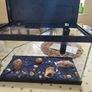 Fish Tank  Aquarium Image 3