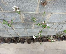 Apple trees in a pot