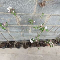 Apple trees