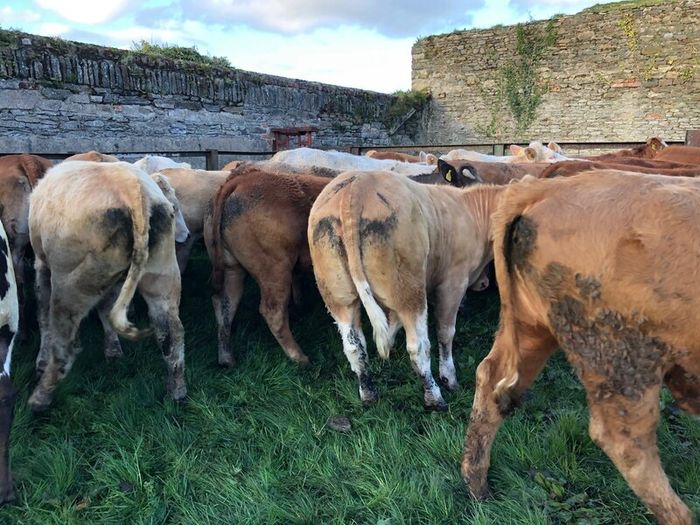47 super store heifers 450 kg