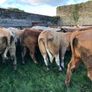 47 super store heifers 450 kg Image 7