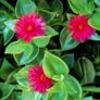 baby sun rose Image 3