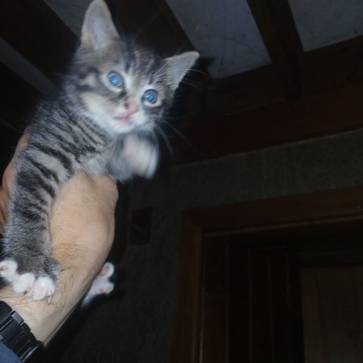 Kittens