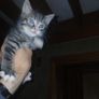 Kittens Image 3